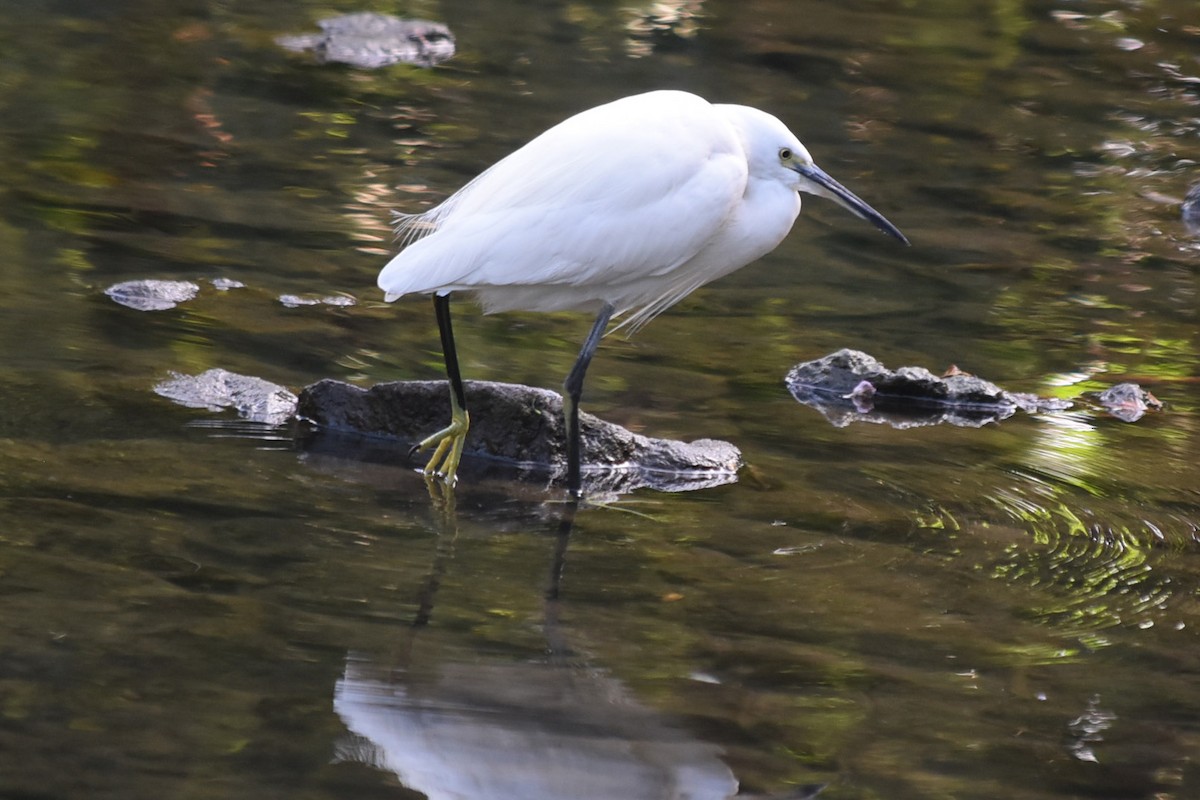 Little Egret (Western) - ML647664321