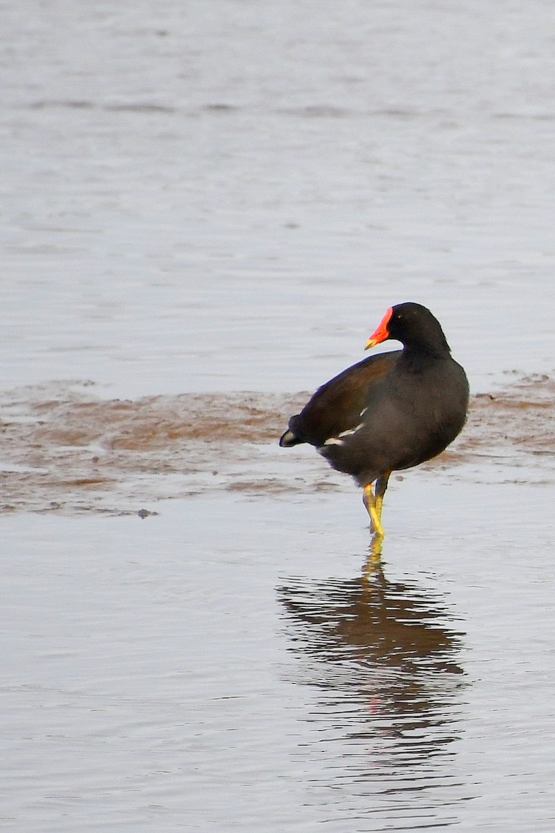 Курочка латиноамериканська - ML647664343