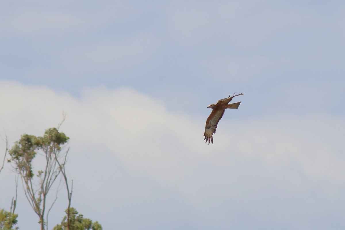 Square-tailed Kite - ML647664346