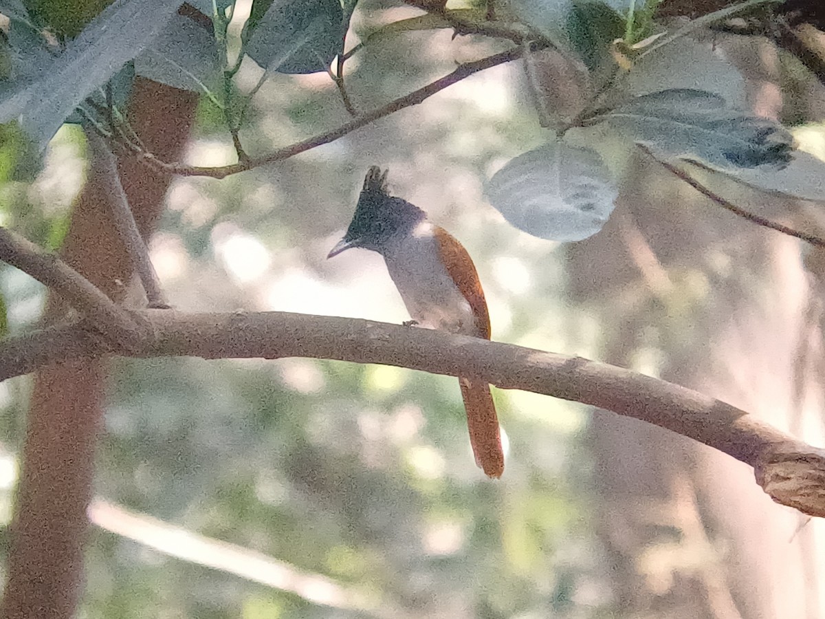 Indian Paradise-Flycatcher - ML647664357