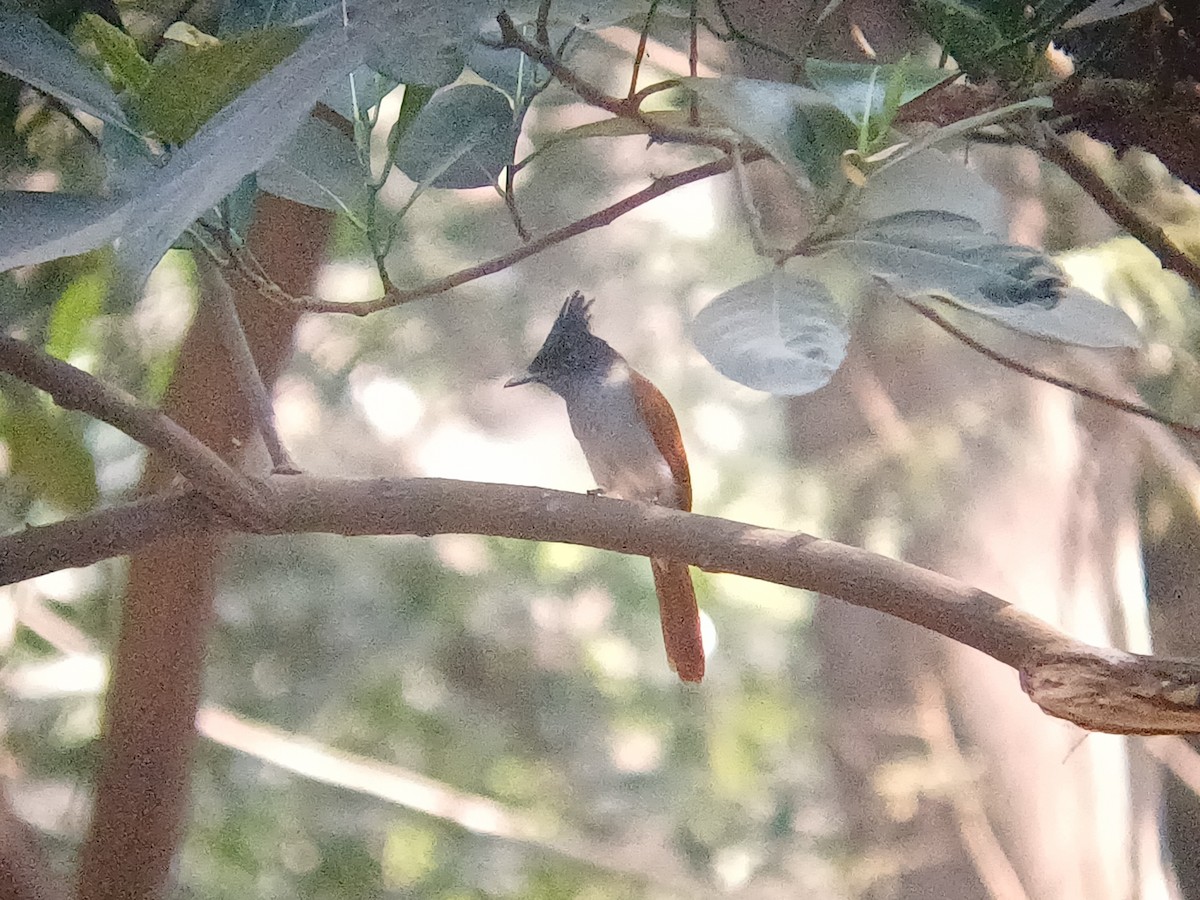 Indian Paradise-Flycatcher - ML647664358