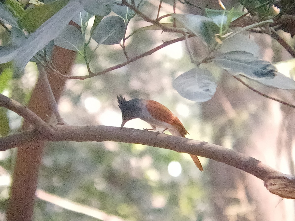 Indian Paradise-Flycatcher - ML647664359