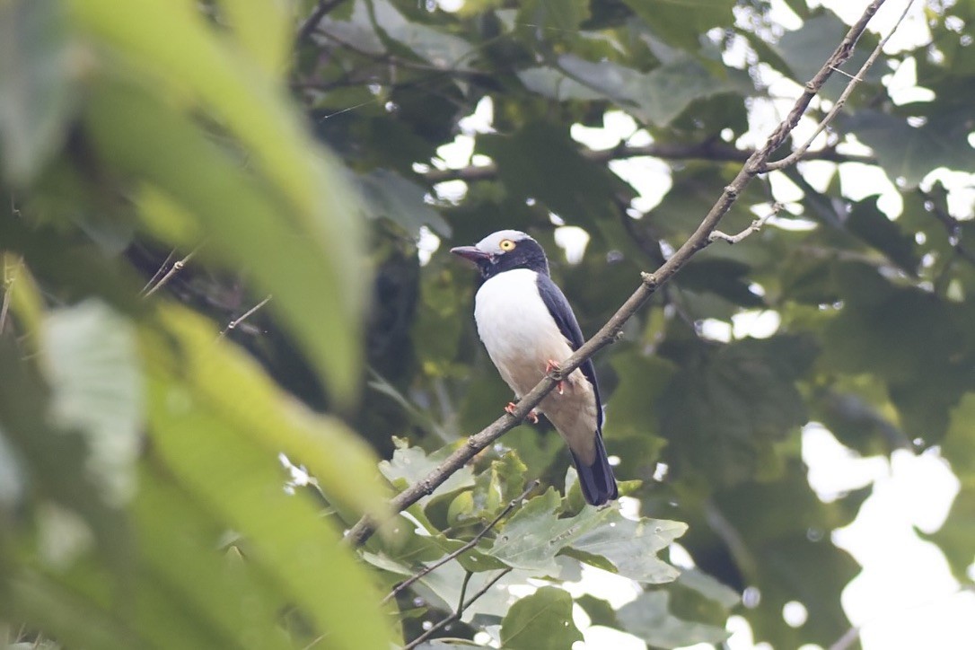 Red-billed Helmetshrike - ML647664361
