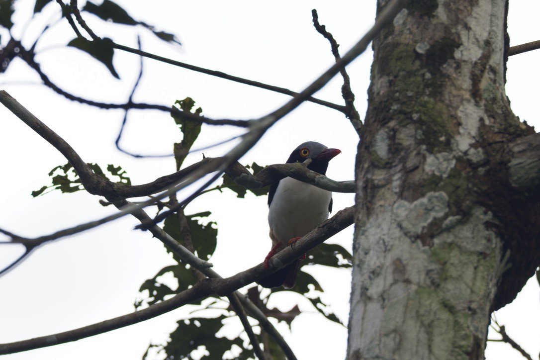 Red-billed Helmetshrike - ML647664362