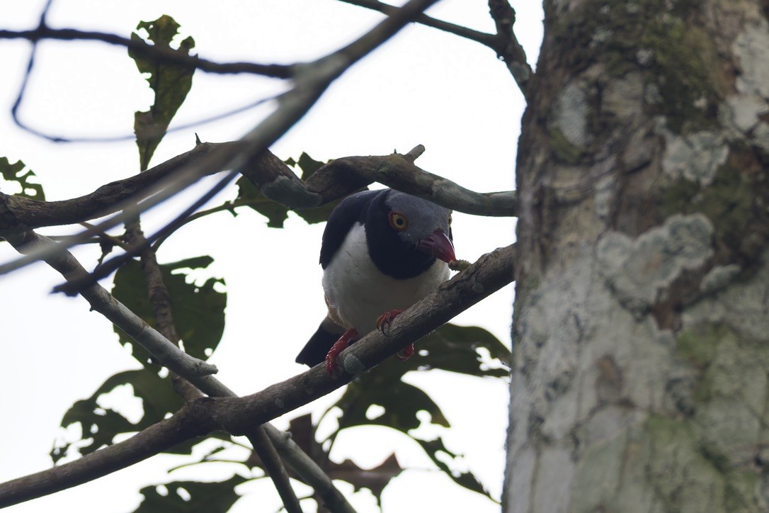 Red-billed Helmetshrike - ML647664363