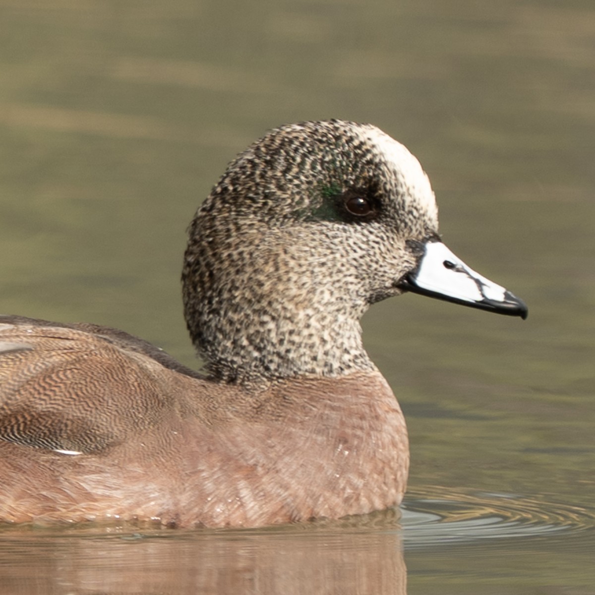 Canard d'Amérique - ML647664376