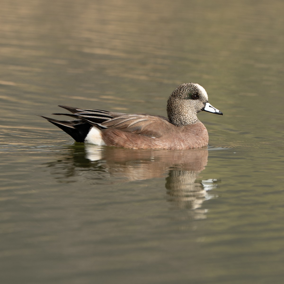 Canard d'Amérique - ML647664377