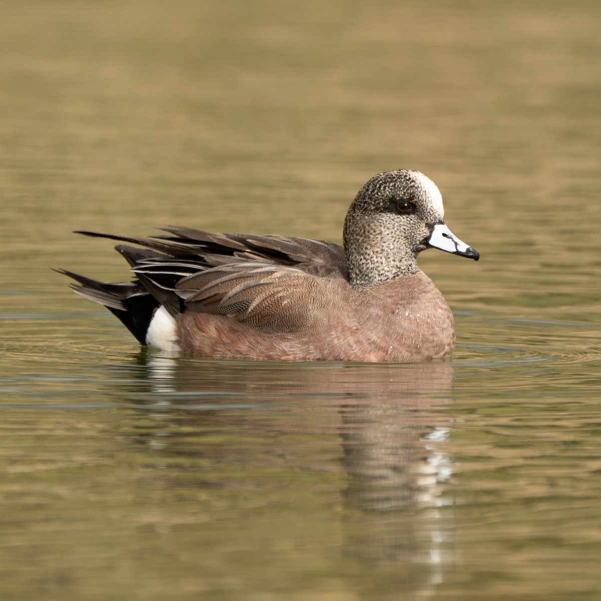 Canard d'Amérique - ML647664378