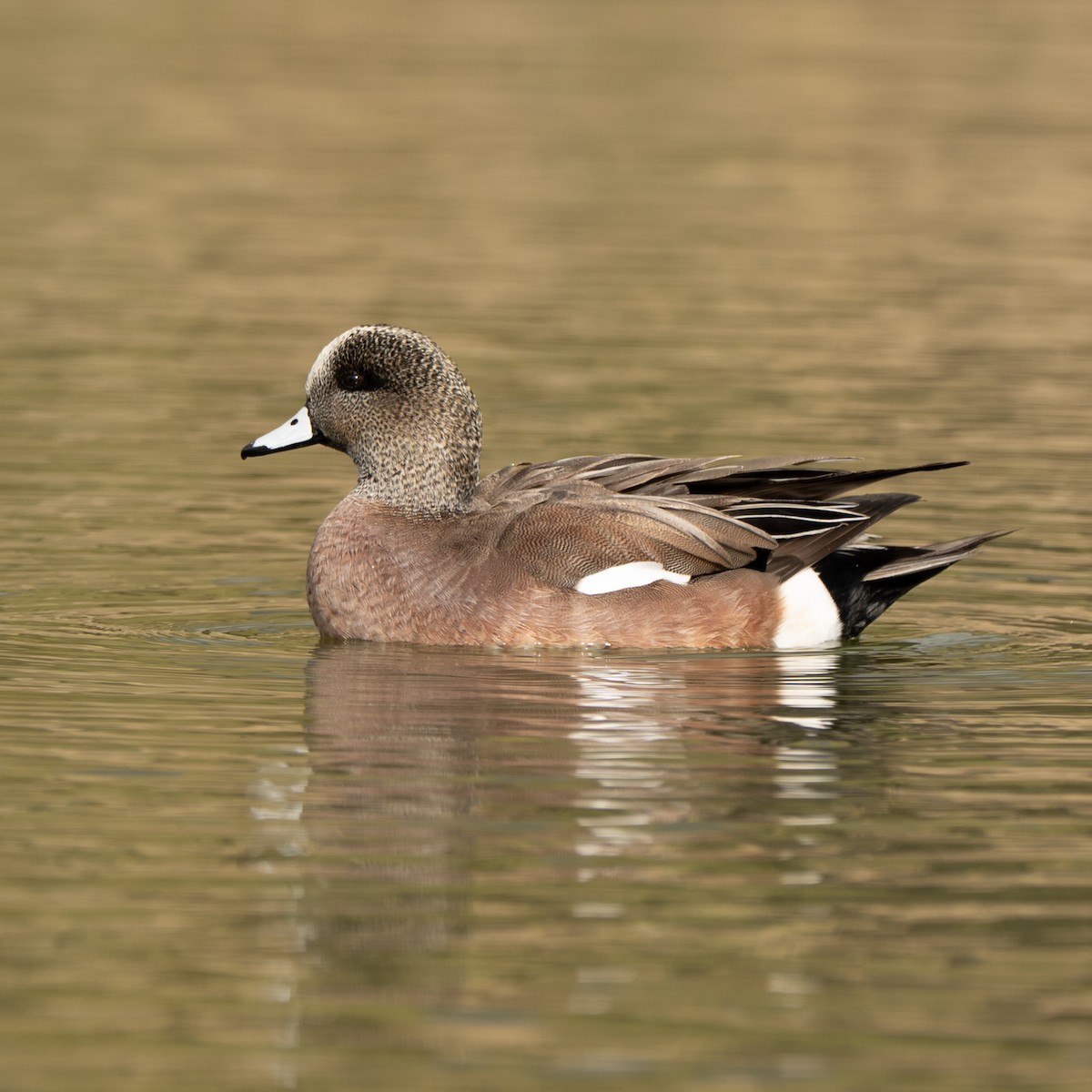 Canard d'Amérique - ML647664379