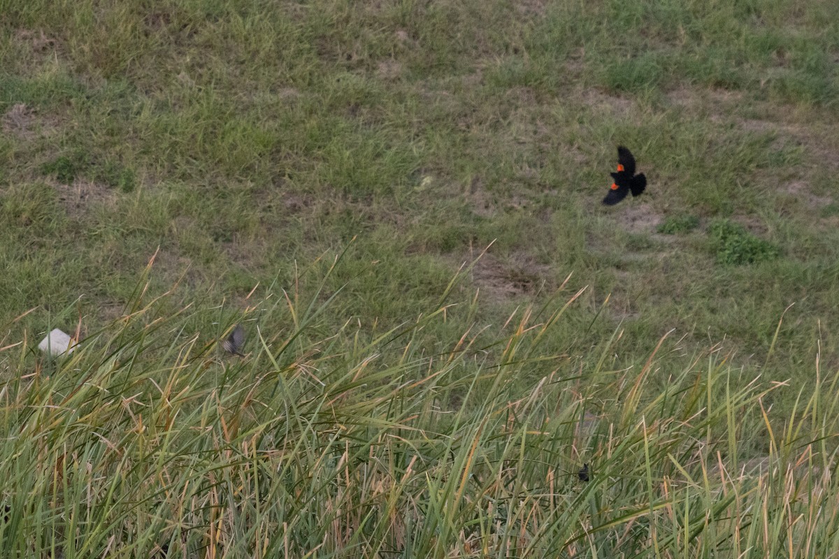 Red-winged Blackbird - ML647664381