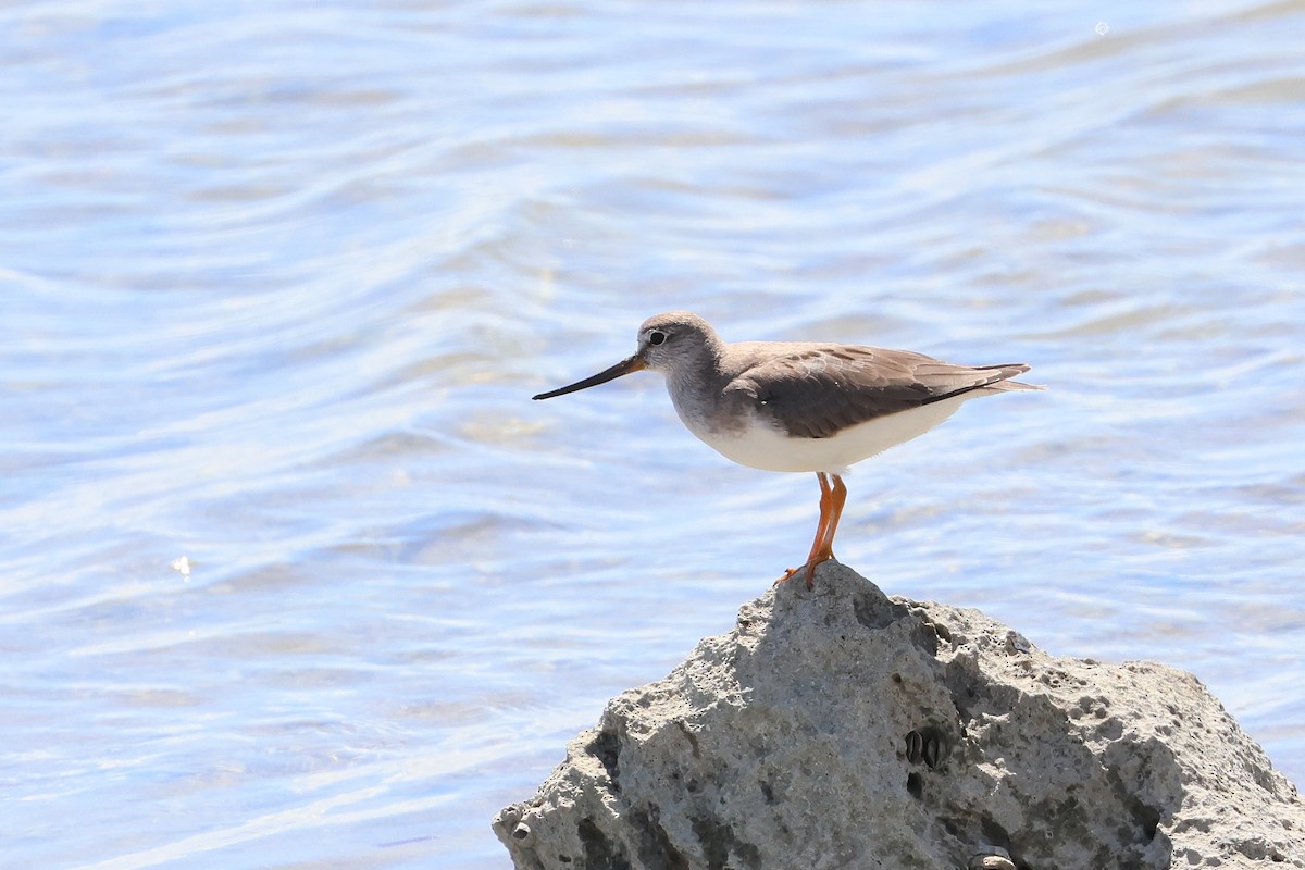 tereksnipe - ML647664382