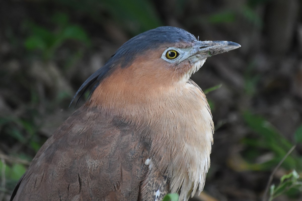 Malay Gece Balıkçılı - ML647664384