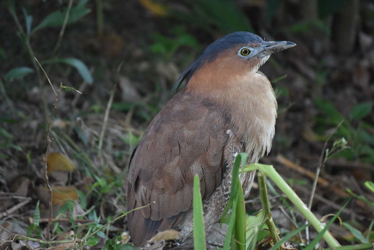 Malay Gece Balıkçılı - ML647664385