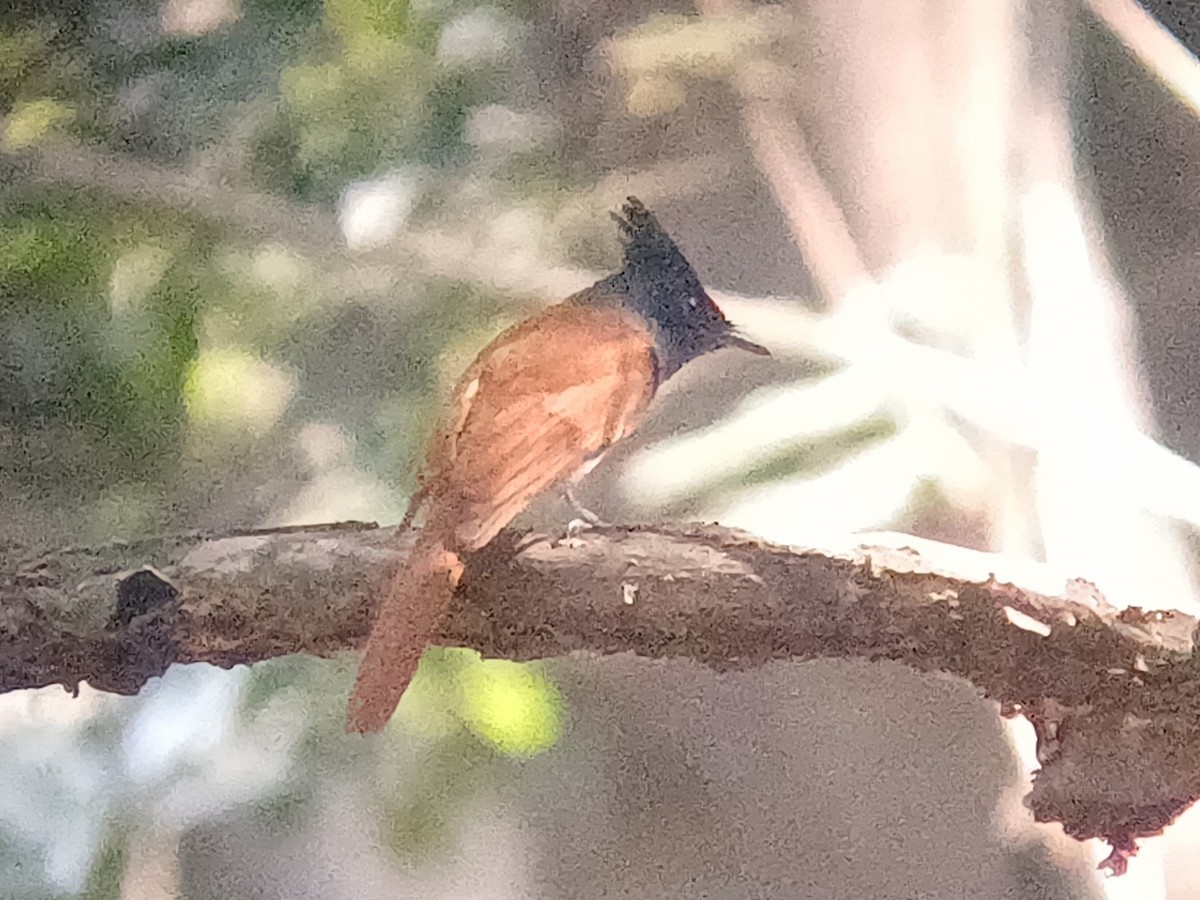 Indian Paradise-Flycatcher - ML647664391
