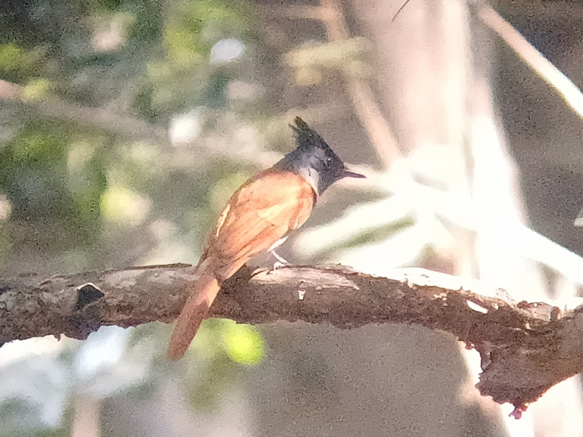Indian Paradise-Flycatcher - ML647664392