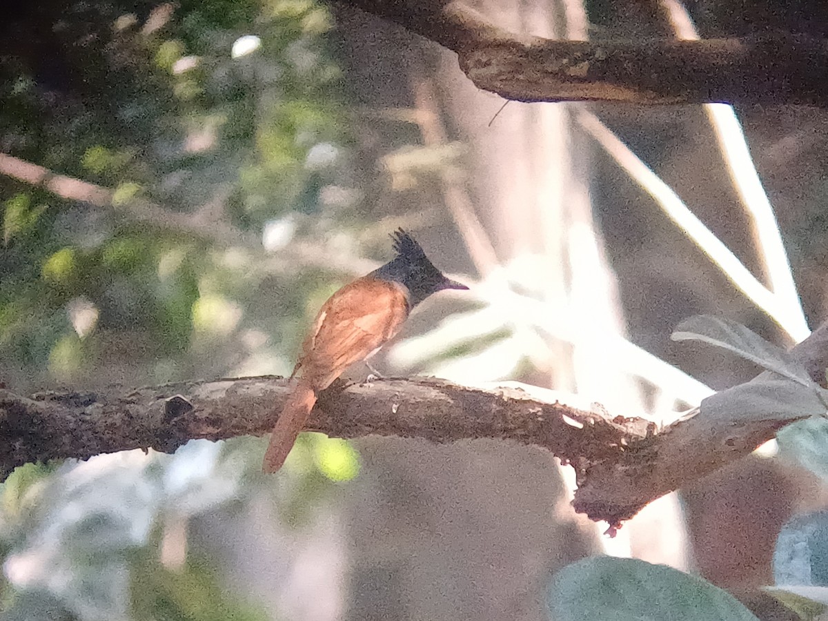 Indian Paradise-Flycatcher - ML647664393