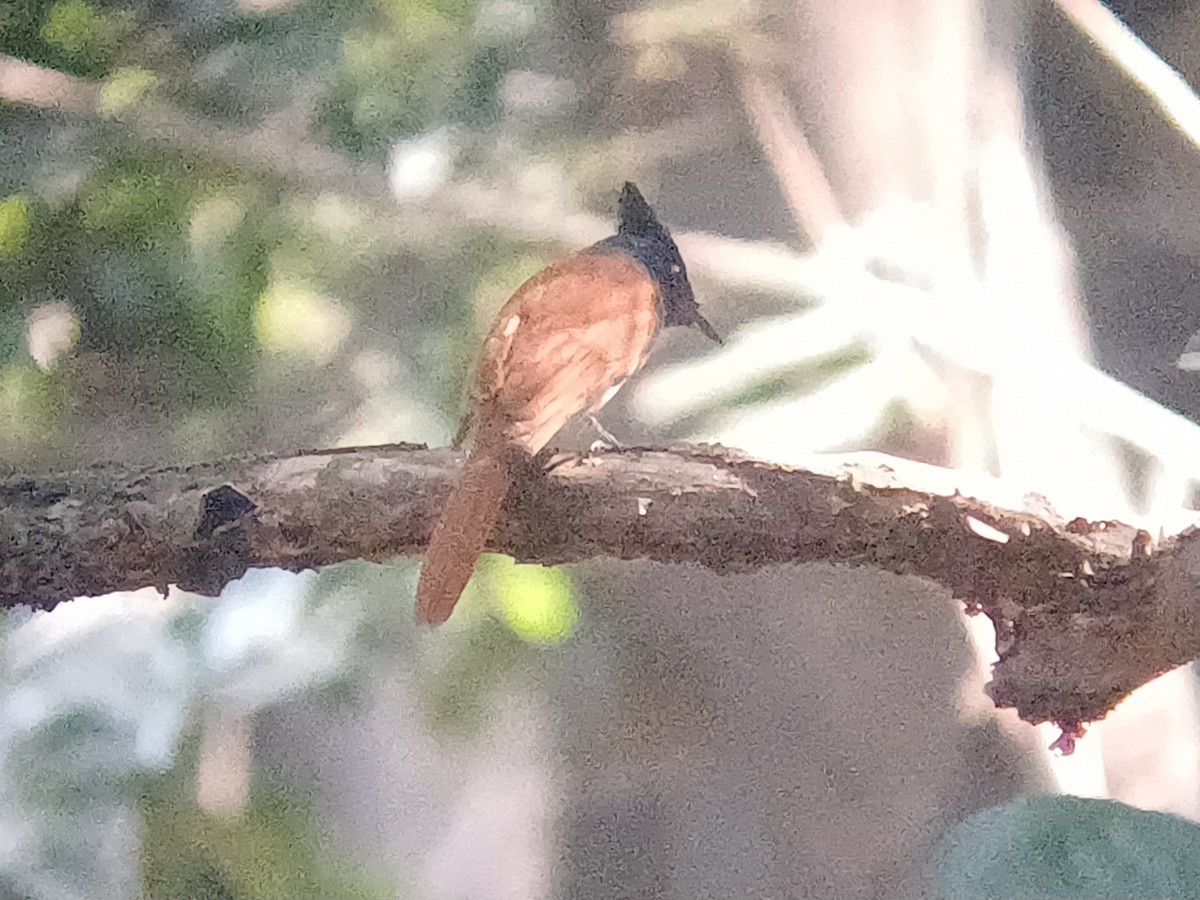 Indian Paradise-Flycatcher - ML647664394