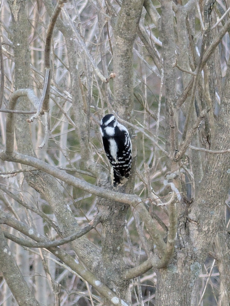 Downy Woodpecker - ML647664401