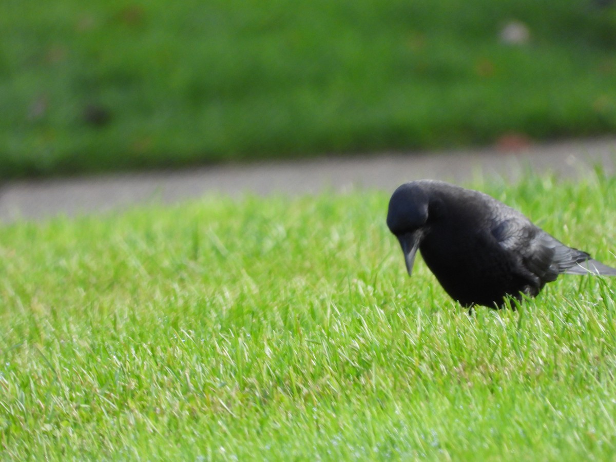 American Crow - ML647664416