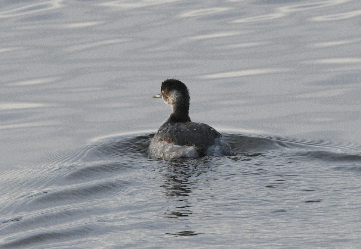 Grèbe à cou noir - ML647664425