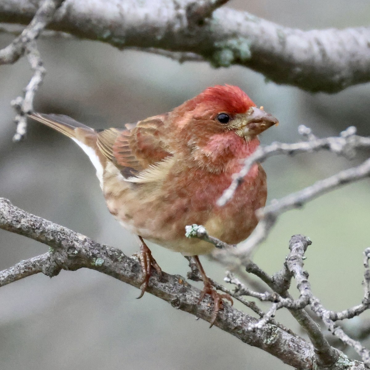 Purple Finch - ML647664441