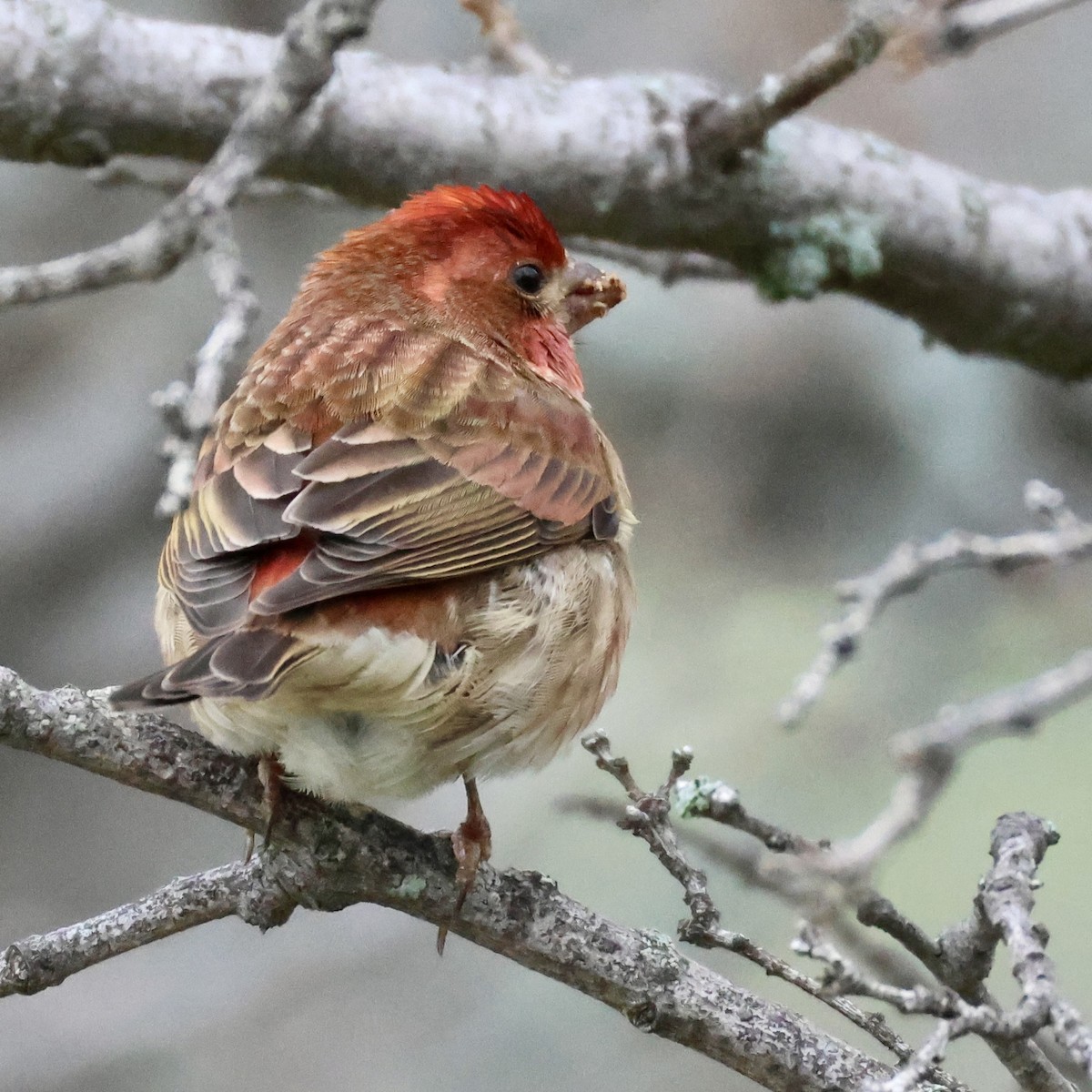 Purple Finch - ML647664442