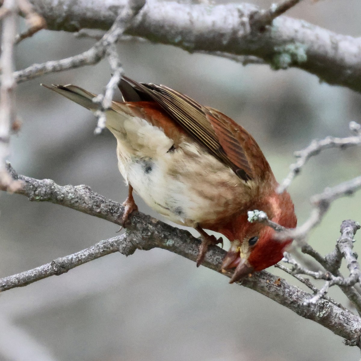 Purple Finch - ML647664443
