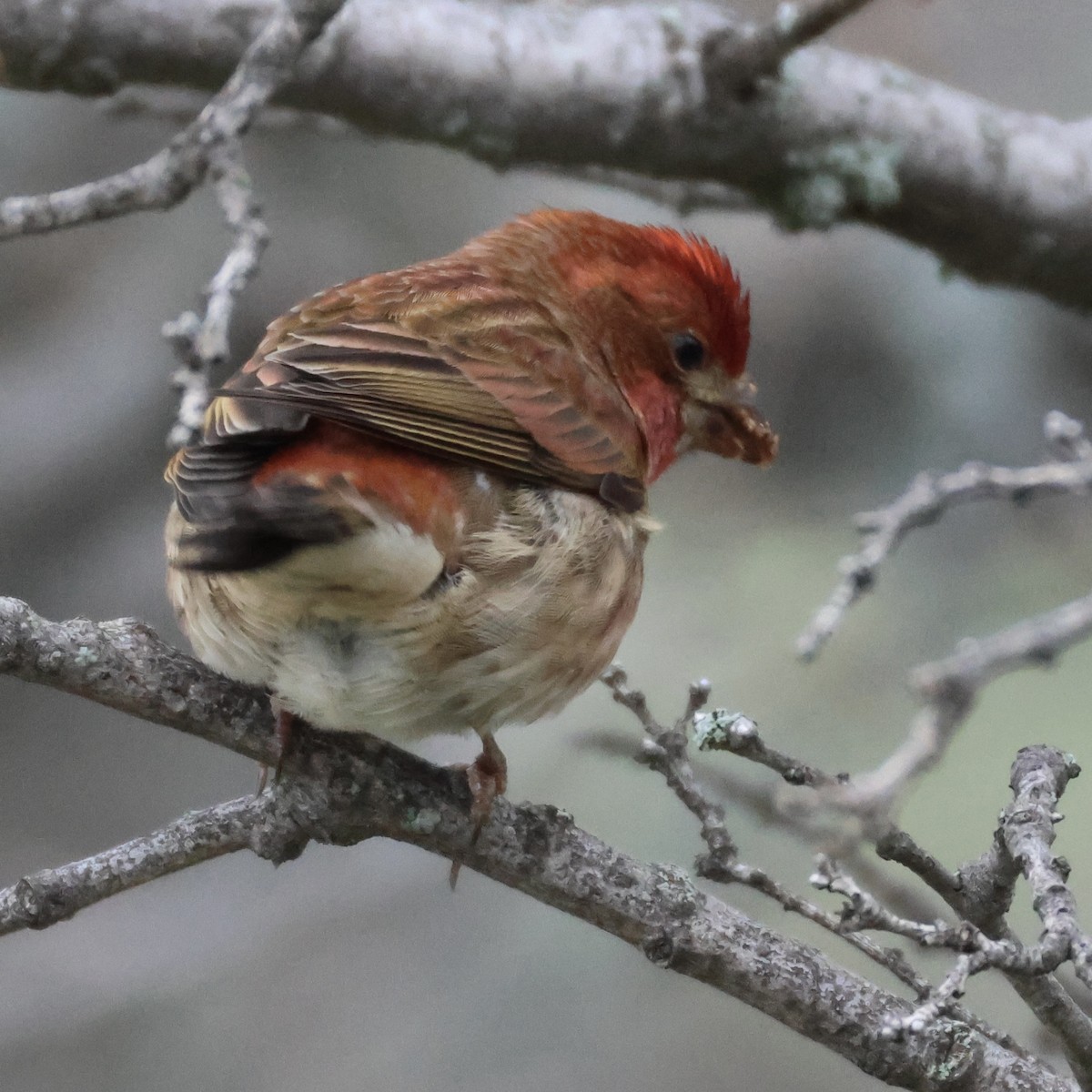 Purple Finch - ML647664444