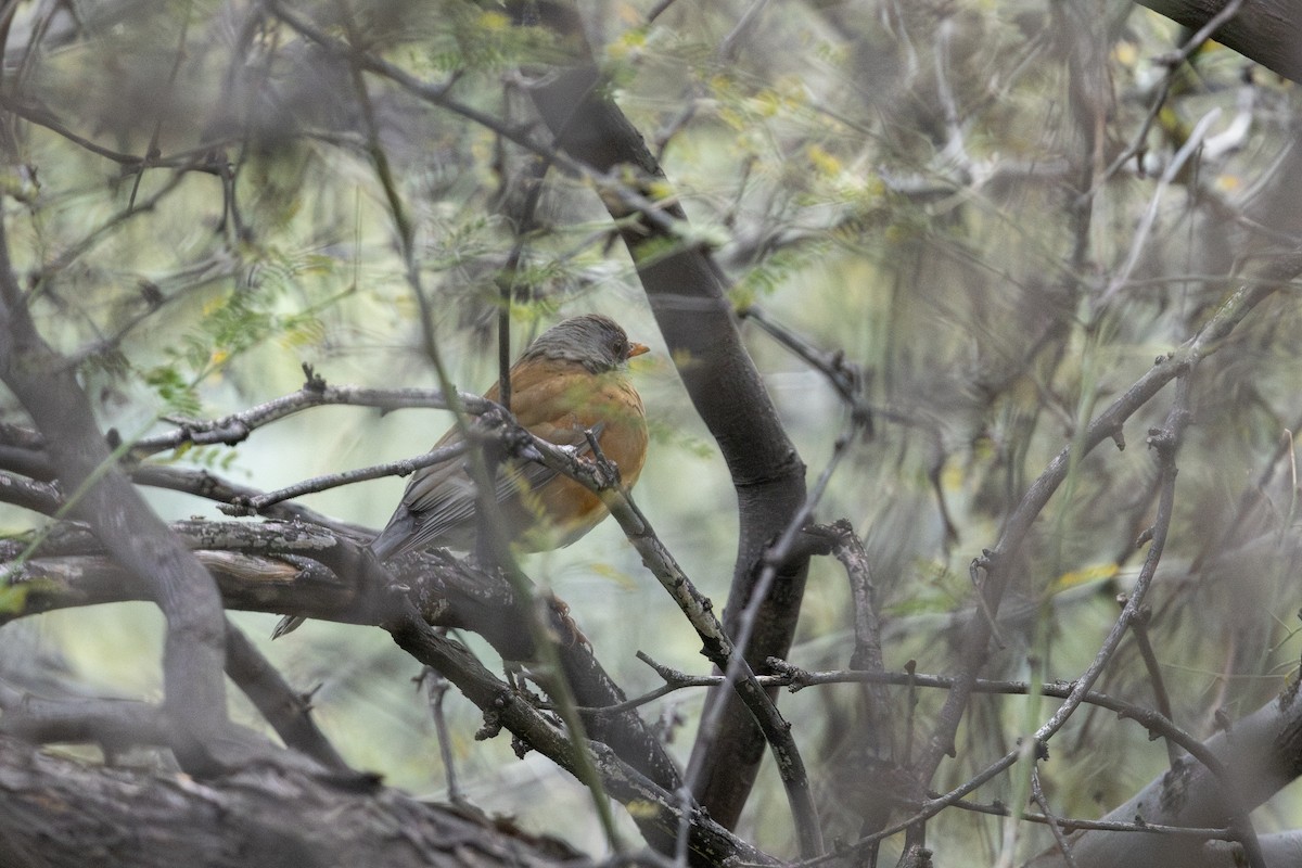 Rotmanteldrossel - ML647664448