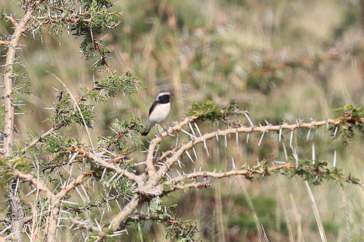 Мяраан чогчиго - ML647664458