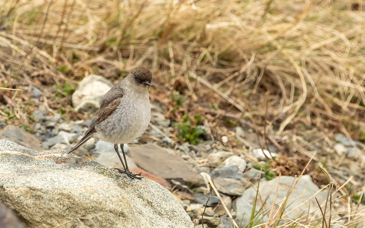 Dormilon bistré (mentalis) - ML647664467