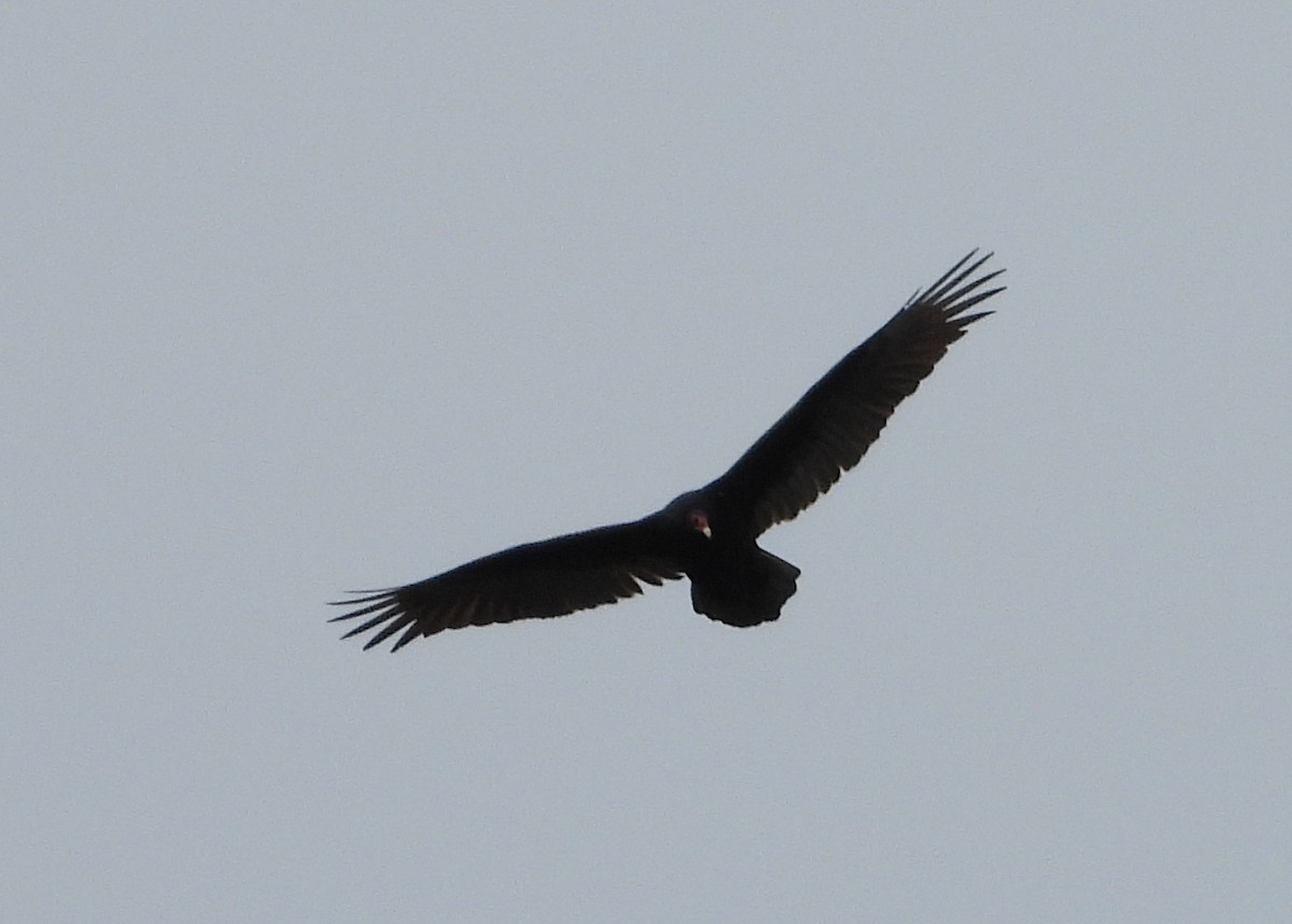 Turkey Vulture - ML647664523