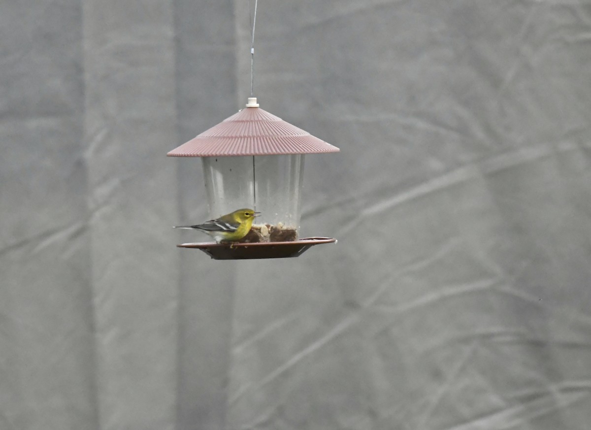 סבכון אורנים - ML647664524