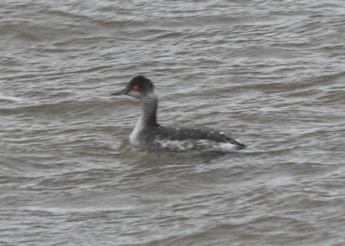 Grèbe à cou noir - ML647664529