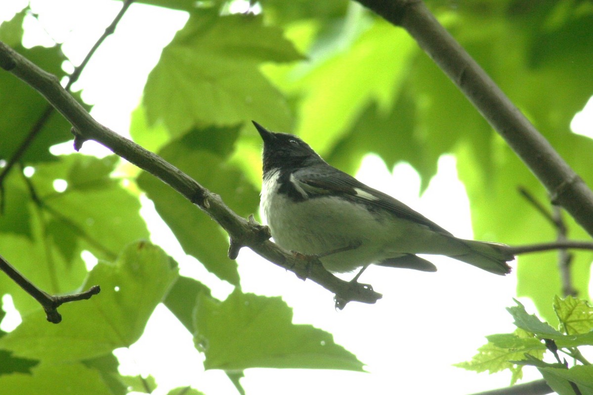 Black-throated Blue Warbler - ML647664541