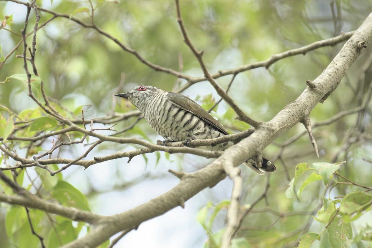 Little Bronze-Cuckoo - ML647664559