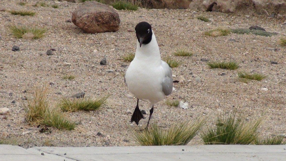Andean Gull - ML647664566