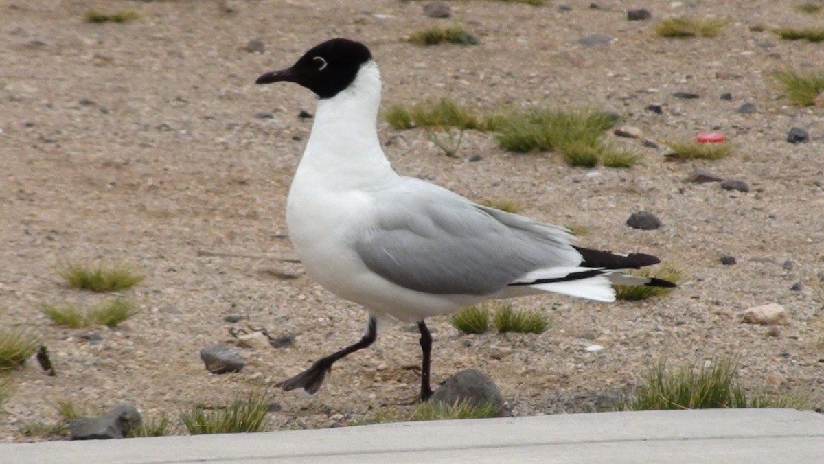 Andean Gull - ML647664567