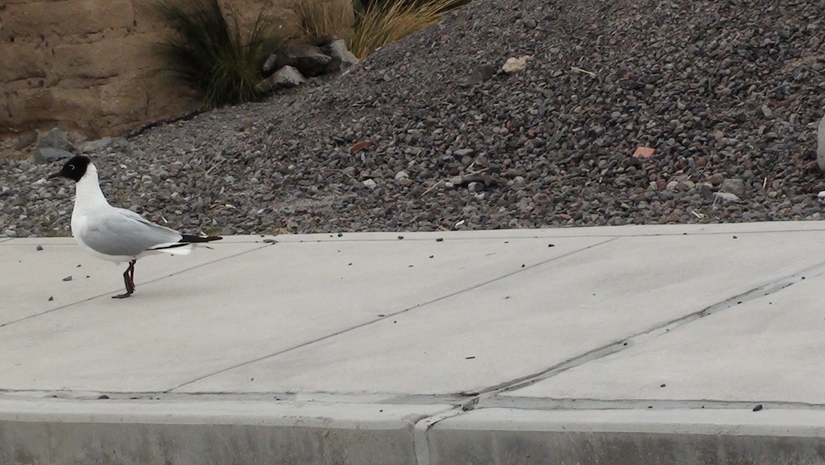 Andean Gull - ML647664568