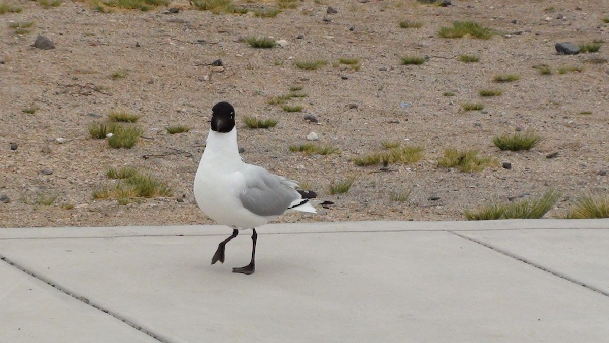 Andean Gull - ML647664569