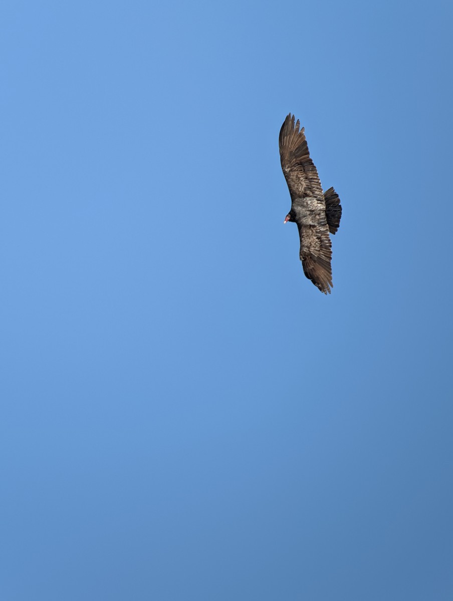 Turkey Vulture - ML647664579