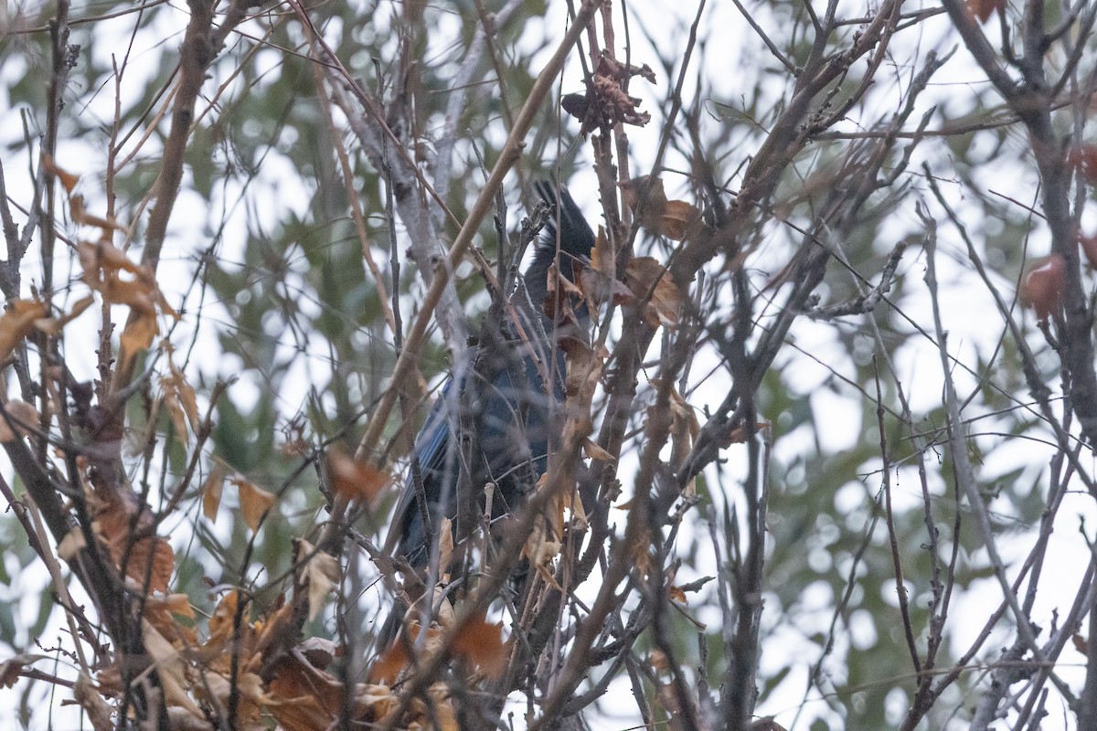 Diademhäher - ML647664584