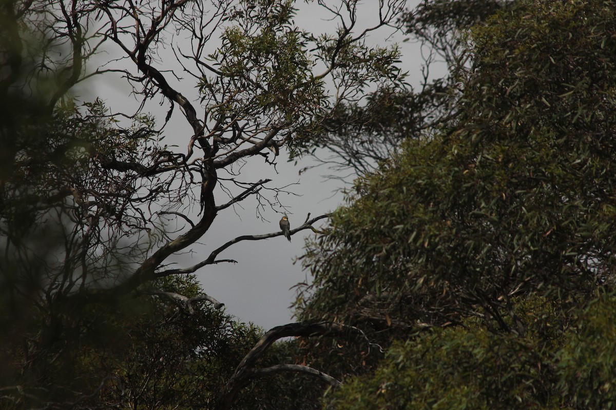 Cockatiel - ML647664587