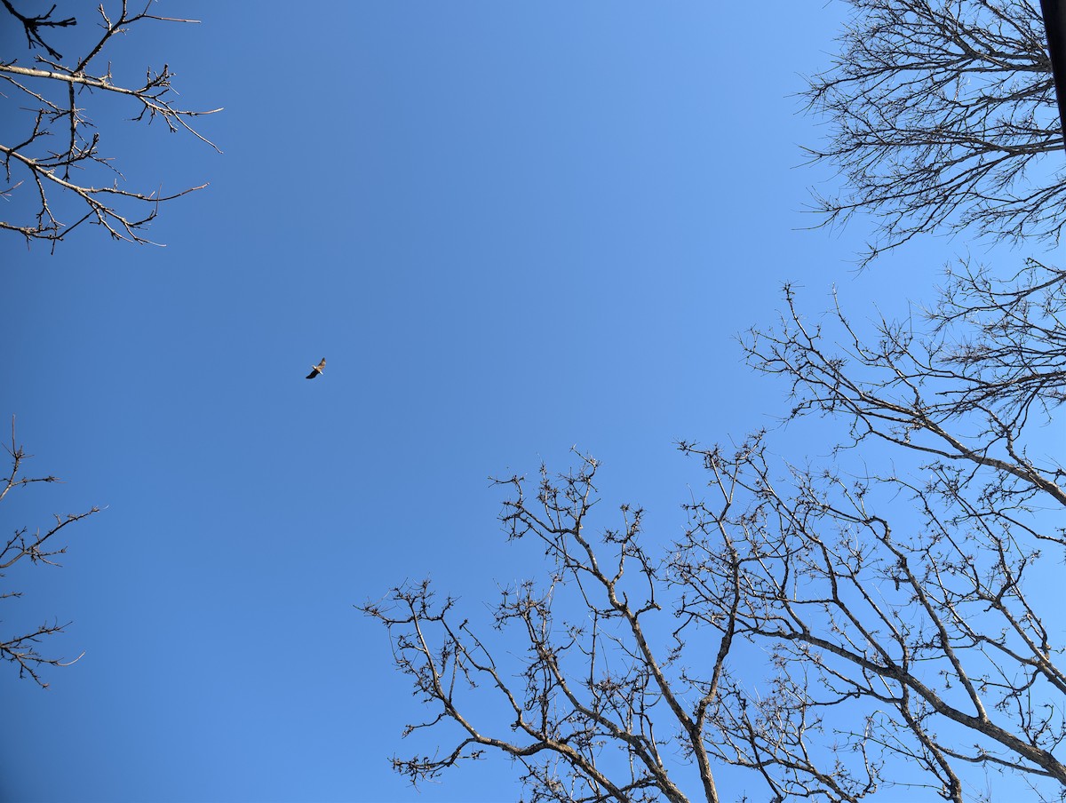 Itsas arrano buruzuria - ML647664589