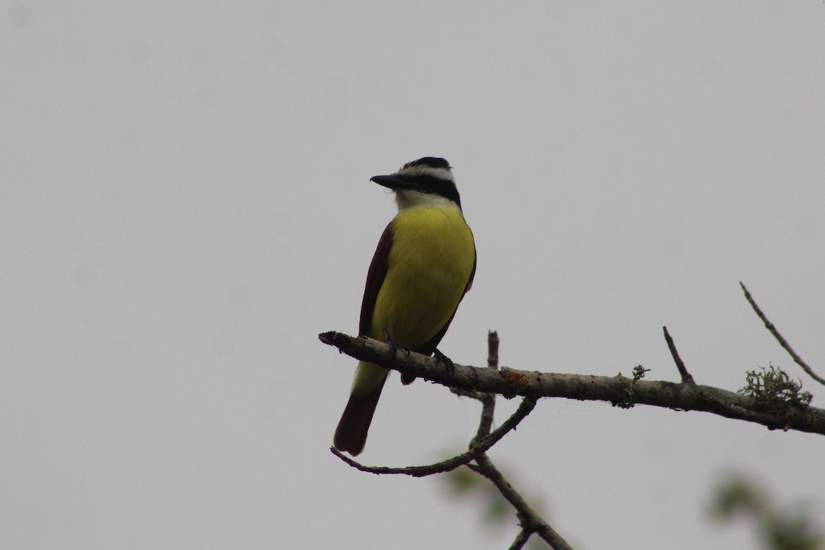 Great Kiskadee - ML647664597