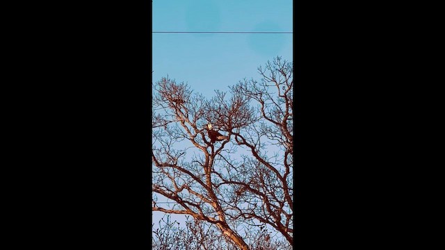 Орлан білоголовий - ML647664644