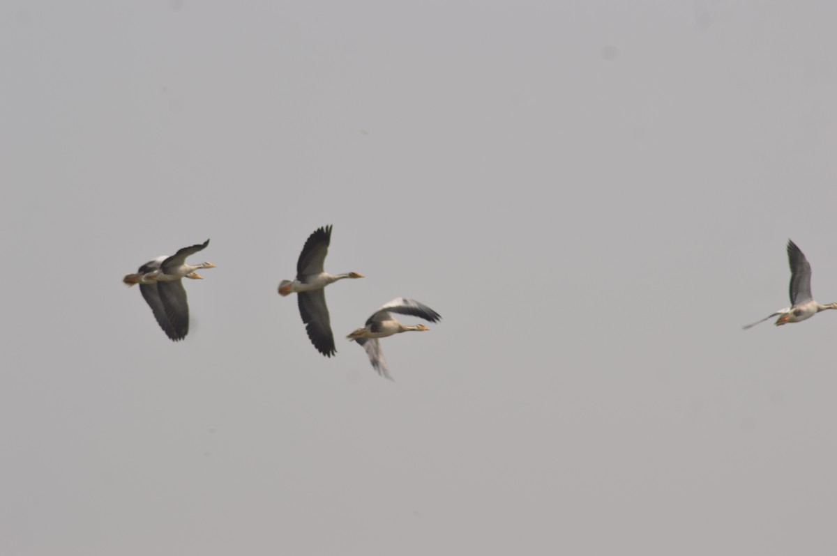 Oie à tête barrée - ML647664645