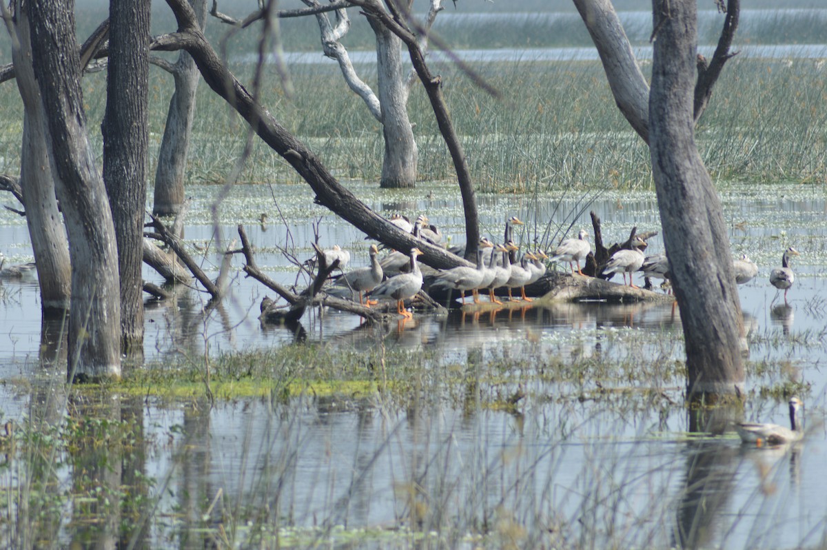 Oie à tête barrée - ML647664646