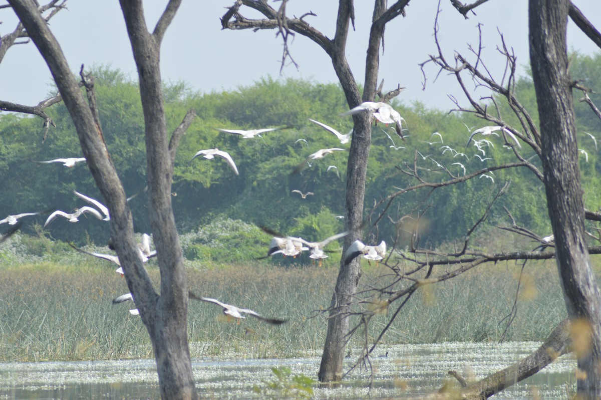 Oie à tête barrée - ML647664647