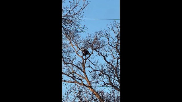 Орлан білоголовий - ML647664663